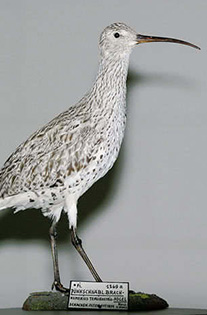Dünnschnabelbrachvogel